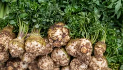 Leden je vhodný pro předpěstování celeru, bulvového i řapíkatého