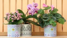 Pokojovky kvetoucí v lednu 