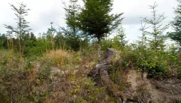 Kyselá půda neznamená konec pěstování. Naučte se své půdě rozumět a pracovat s ní