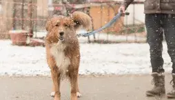 Venčení psa v zimě