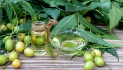 azadirachta indická (Azadirachta indica)