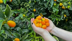 Exotické ovoce kumquat