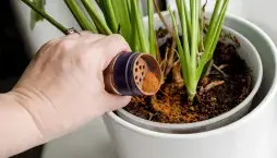 Vliv skořice na pokojové rostliny