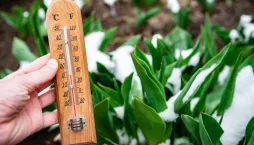 Magické účinky jarních květin