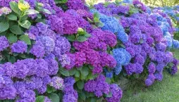 Neuvěřitelně barevná zahrada. Tajemství květin v modré barvě, které nikdy nekončí