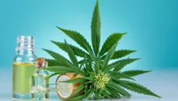 Pěstování konopí 