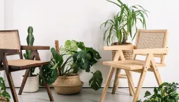 trendy v pokojových rostlinách