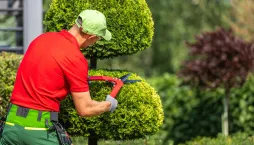 Dřeviny pro tvarování 