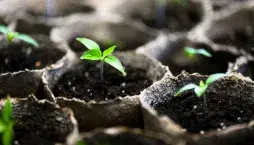 Nádoby na předpěstování