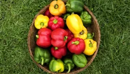 Leden je podle lunárního kalendáře výsevní špička pro papriky