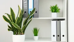 rostliny do kanceláře