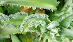 kalanchoe