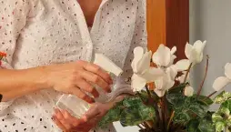 Péče o brambořík 