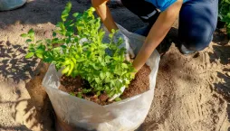 Rostliny k výsadbě do kyselých půd