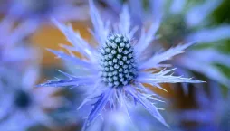 Netradiční trvalky