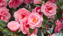 Kamélie japonská (Camellia japonica) 