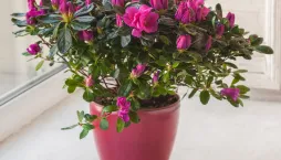 Pokojová azalka