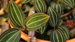 Ludisie (Ludisia discolor)