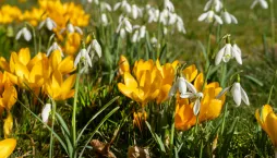 První jarní květy