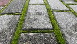 Jak odstranit mech z chodníku