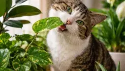 Nejčastější jedovaté pokojovky v českých domácnostech