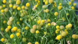 Záplevák vonný neboli jahodová tráva (Cephalophora aromatica) 