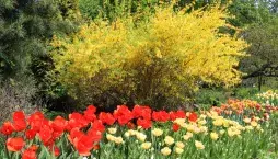 Keře kvetoucí na jaře