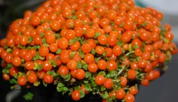 Pokojové rostliny okrasné plodem 