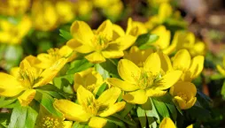 talovín zimní (Eranthis hyemalis) 