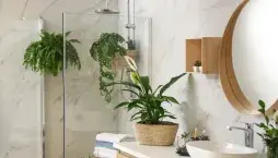 Pokojové rostliny proti vlhkosti