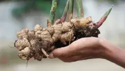 Pěstování zázvoru z kořene