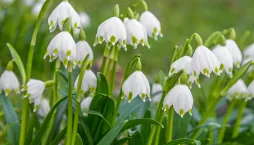 Bledule jarní (Leucojum vernum)