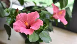 Rostliny do interiéru