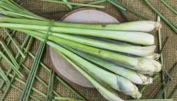 Citronová tráva neboli voňatka citronová (Cymbopogon citratus) 