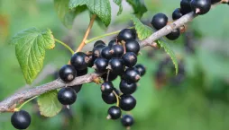 Černý rybíz patří mezi oblíbené ovoce