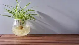 Pěstování zelence ve vodě