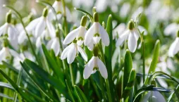 Sněženka podsněžník (Galanthus nivalis)