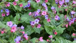 Plicník lékařský (Pulmonaria officinalis) 