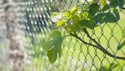 Sousedský spor. Když větve od souseda zasahují na můj pozemek