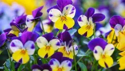 Macešky do truhlíku na parapet 