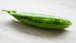 Pěstování hrášku