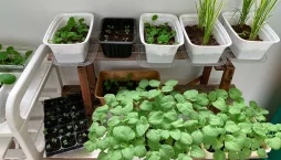 Nemáte zahradu? Vyzkoušejte si pěstování zeleniny v truhlících