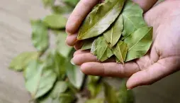 Bobkový list a jedlá soda