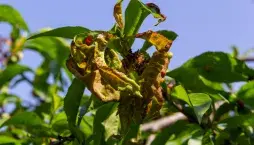 Kadeřavost broskví