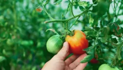 Odolná rajčata proti plísním 