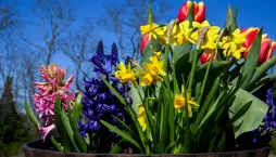 Vyhlašujeme TOP 10 nejzajímavějších jarních cibulovin