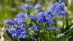 Ladoňka sibiřská (Scilla siberica) 