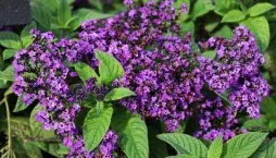 Méně známé letničky