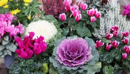 Osázení balkonu směrovaného na jihozápad