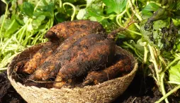 Pěstování batátů